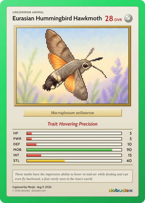 Uncommon dobudex card: Eurasian Hummingbird Hawkmoth, in a green frame