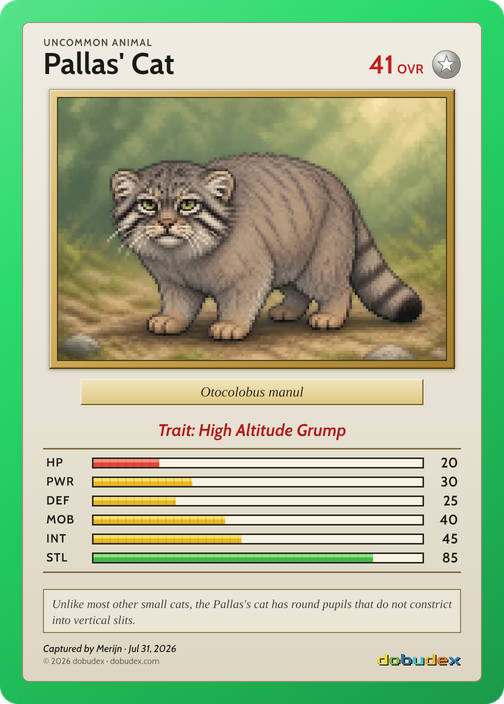 Pallas’ Cat card from Merijn’s saved scan, dated 31 July 2026