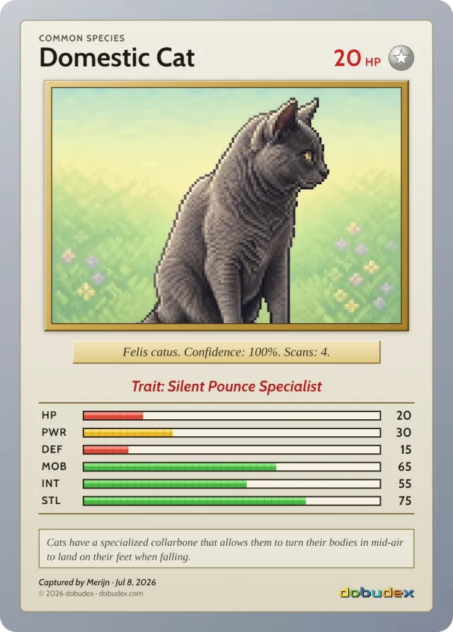 Common dobudex card: Domestic Cat, in a grey frame