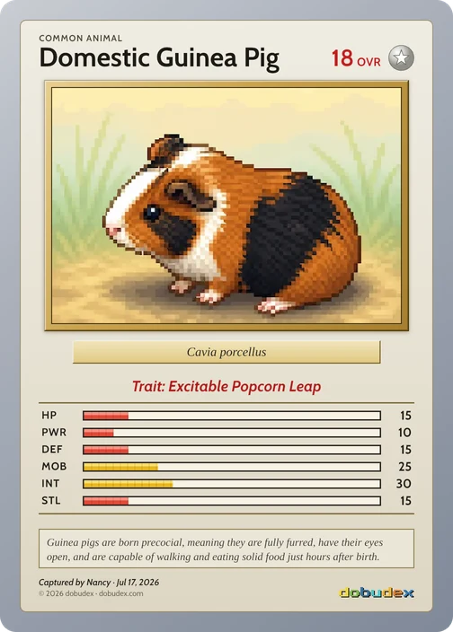 The Common Domestic Guinea Pig card dobudex drew from that scan