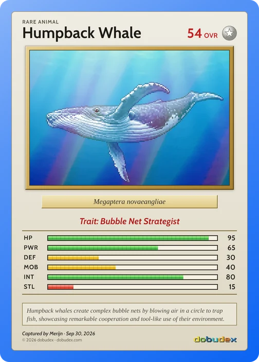 Rare dobudex card: Humpback Whale, in a blue frame